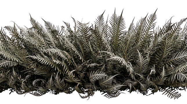 Uma fileira densa de samambaias verdes escuras isoladas em um fundo branco puro, apresentando folhas detalhadas e texturizadas em um arranjo natural, ideal para design paisag&iacute;stico e composi&ccedil;&otilde;es