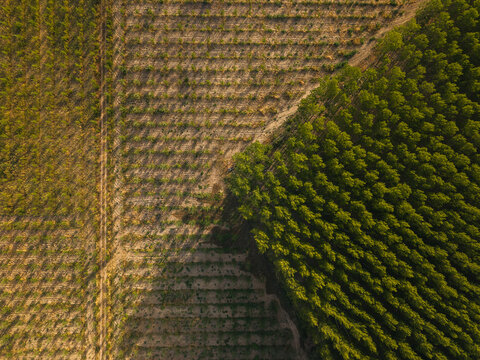 Aerial view of a managed timber plantation showing a contrast between young saplings and mature trees in a rural landscape in Villamayor, Castile and Leon, Spain.
