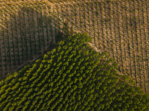 Aerial view of a managed forest plantation with rows of young trees and dense green canopy showing sustainable timber regeneration in Villamayor, Castile and Leon, Spain.