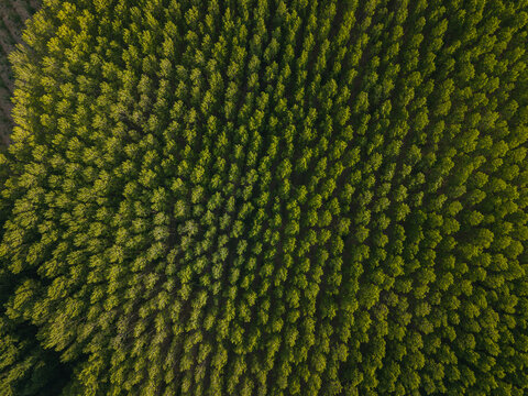 Aerial view of a dense, orderly plantation of trees in a managed forest landscape in Villamayor, Castile and Leon, Spain.