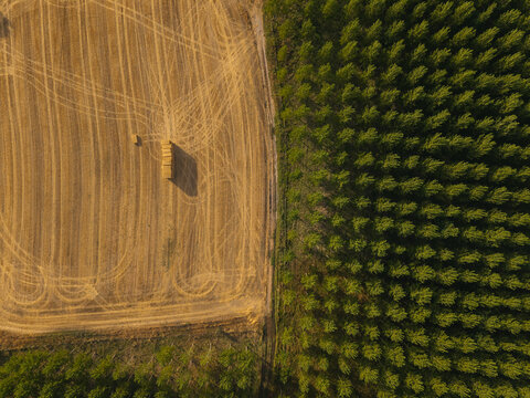 Aerial view of a harvested golden wheat field with hay bales next to a dense green tree plantation in Villamayor, Castile and Leon, Spain.