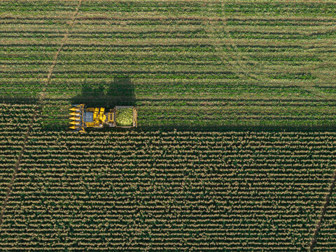 Aerial view of a combine harvester harvesting maize in a large agricultural field in Villamayor, Castile and Leon, Spain.