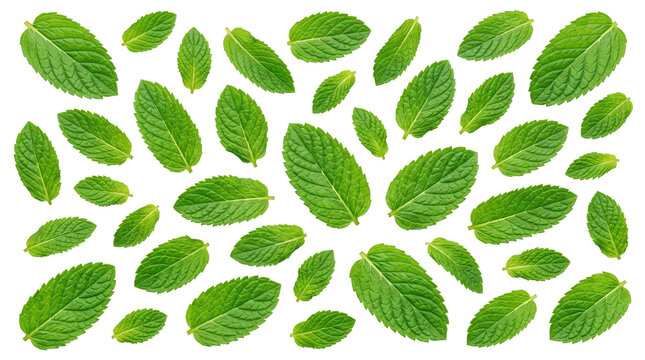 Fresh green mint leaves pattern on white background, organic peppermint leaf collection, aromatic herb sprigs for culinary and wellness design