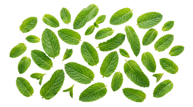 Fresh green mint leaves pattern on white background. Organic peppermint leaf collection, aromatic herbal ingredients for culinary and wellness design.
