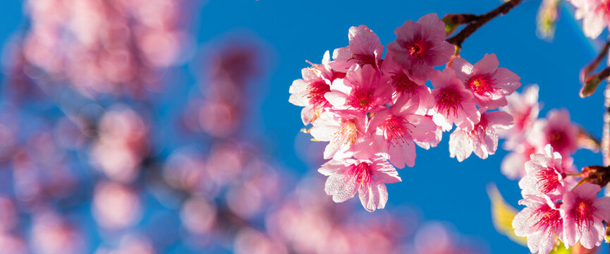 Banner Pink Pastel flower floral soft nature blossom blurred background. Backdrop template romance plum botanical bloom spring season. Cherry blossom petals plant beautiful garden with copy space