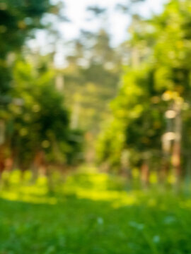 Vertical Blur background green park garden nature bright sunny forest. Vertical Blurry outdoor park template sunlight bokeh. Abstract blurred background forest park green garden design element