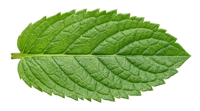 Fresh green mint leaf isolated on white background. Macro peppermint leaf with detailed texture. Organic herbal ingredient for cooking.