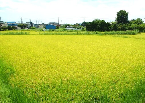 坂の上から見る真夏の猛暑日の首都圏近郊の実りの田んぼ風景