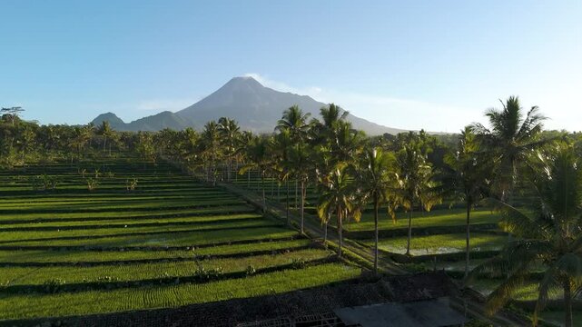 Aerial view of Mount Merapi volcano rising above lush green rice terraces and palm trees in Cangkringan, Special Region of Yogyakarta, Indonesia.