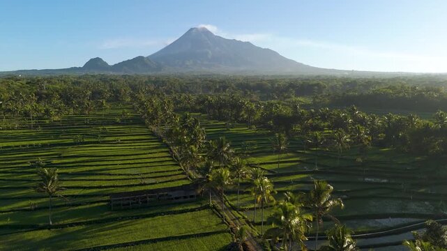 Aerial view of Mount Merapi volcano rising above lush green rice terraces and palm trees in Cangkringan, Special Region of Yogyakarta, Indonesia.