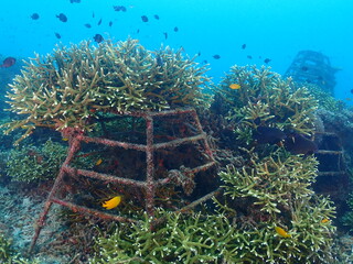 Healthy transplant coral in coral garden or coral nursery at Terengganu Island, Malaysia  © MuhammadHamizan