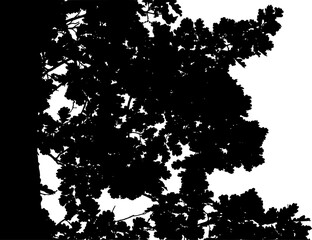 Obraz premium Vector illustration of an oak branch on a white background. Black and white silhouette.