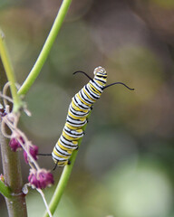 Naklejka premium Monarch Caterpillar on Milkweed With Copy Space