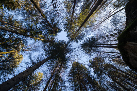 View of tall evergreen trees in the forest near Blausee, with branches reaching towards the blue sky in Kandergrund, Canton of Bern, Switzerland.