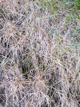Dry Grass and Green Patches Texture Background