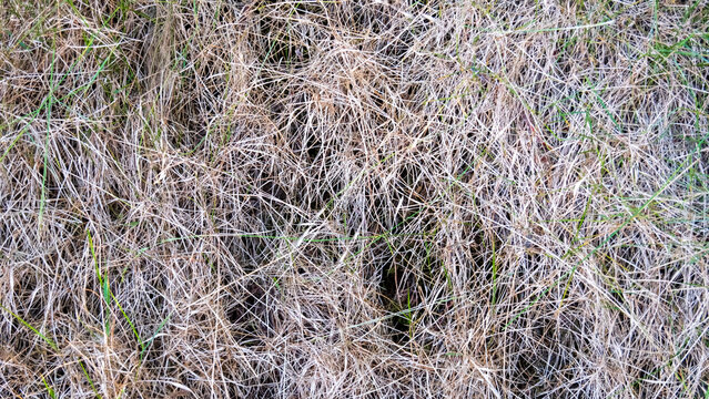 Dry Grass Background Texture