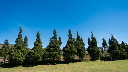 Row of Lush Green Coniferous Trees Under Clear Blue Sky © Pix