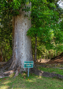Mahogany Tree (Swietenia macrophylla) in the Mayan archaeological site of Xunantunich, Belize.