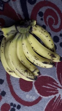 Bangladeshi Sagar variety ripe and delicious sweet banana