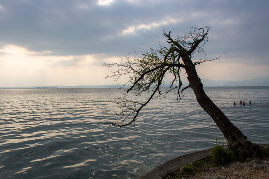 View of a lone leaning tree on the shore of Garda Lake under a cloudy sky in Lombardia, Italy.