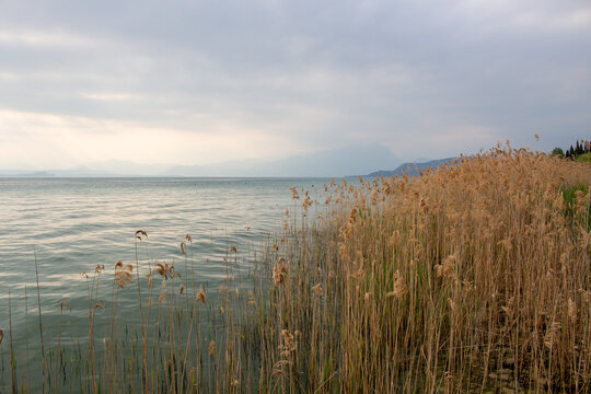 View of Garda Lake with tall reeds along the shore under a cloudy sky in Lombardia, Italy.