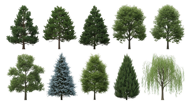 ten photorealistic trees (pine, spruce, oak, maple, willow) isolated against a seamless transparent studio background with soft lighting, showcasing detailed textures and unique forms. concept of
