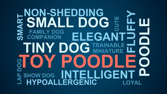 Toy Poodle Word Cloud