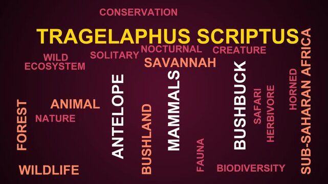 Tragelaphus Scriptus Word Cloud