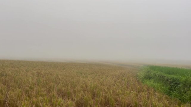 morning mist over the field at west sumatera