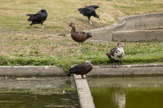 Parque Generalisimo Francisco de Miranda (Parque del Este) Caracas - Patos