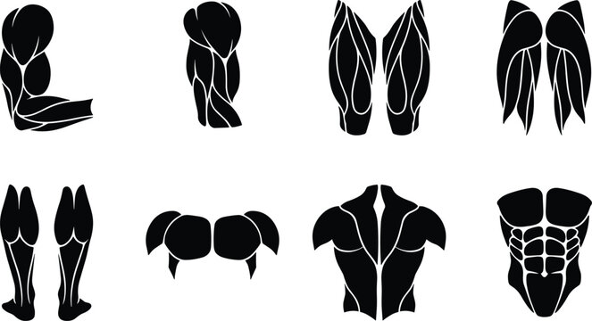 Human Muscle Anatomy Silhouettes Collection Showing Arms Legs Chest Shoulders and Abdominal Muscle Groups