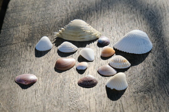 Jayapura, Indonesia - &lrm;Wednesday, &lrm;August &lrm;26, &lrm;2026, &rlm;&lrm;7:54:36 AM : seashells on the sand