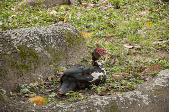 Parque Generalisimo Francisco de Miranda (Parque del Este) Caracas - Patos