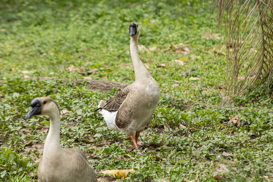 Parque Generalisimo Francisco de Miranda (Parque del Este) Caracas - Patos