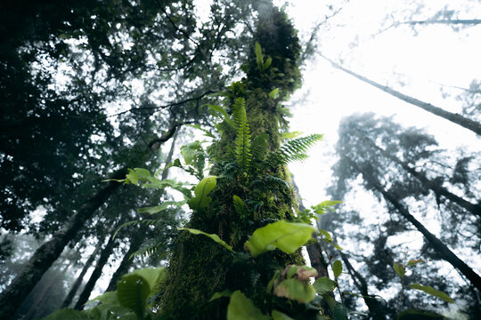 Low angle view looking up a tall mossy tree trunk with ferns in a misty rainforest.