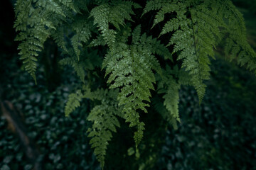 Close-up of lush green fern leaves covered in water droplets in a dark moody forest. © artrachen