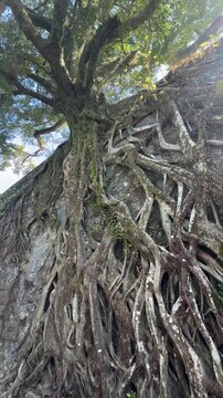 Vertical Low-Angle Shot of Massive Banyan Tree Roots Growing Over a Stone Retaining Wall in Hong Kong
