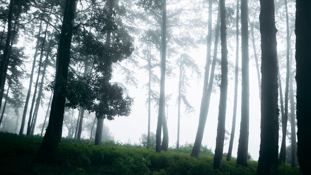 Mysterious pine forest landscape enveloped in thick morning fog.