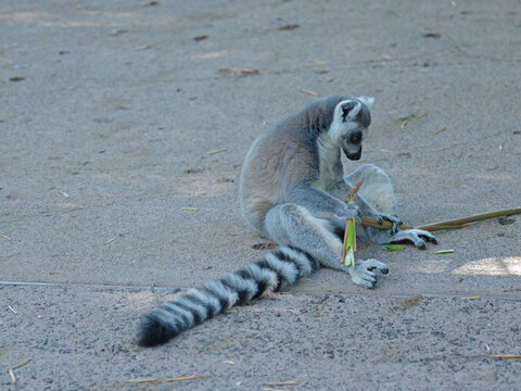 Ring-Tailed Lemur Sitting on Ground and Holding a Branch