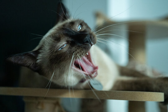 Portrait of a Siamese cat yawning before sleep on a cat's tree. Just like humans, cats yawn when they are tired or trying to pump more oxygen into the brain after a nap.
