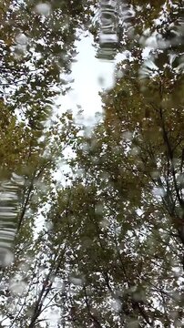 Vertical video of Rain and Trees ad Background