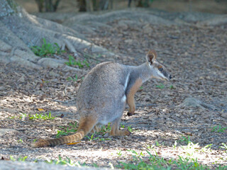 Yellow-Footed Rock Wallaby Standing on Forest Floor in Australia © blueringmedia