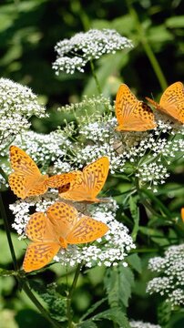 Vertical video of Argynnis butterflies sit on ground elder or Aegopodium podagraria flowers.