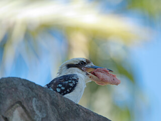 Naklejka premium Laughing Kookaburra Holding a Piece of Meat in its Beak