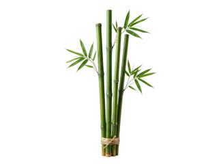 Fototapeta premium Fresh green bamboo stalks tied together with a natural rope string isolated plant