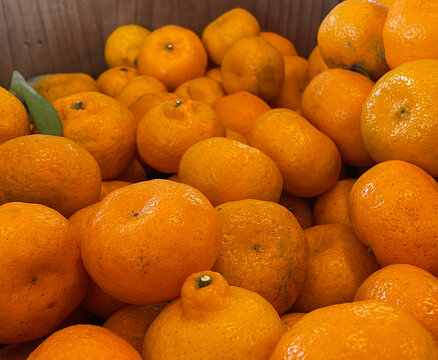 Fresh Japanese komikan mandarins piled together after harvest