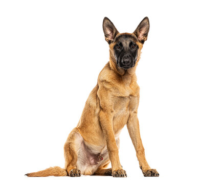Belgian malinois puppy sitting alert looking at camera