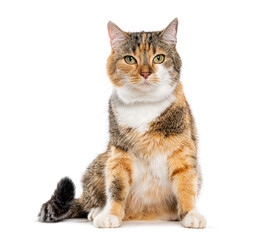 Calico domestic feline sitting looking directly at viewer © Eric Isselée