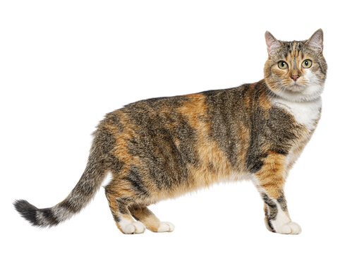 Domestic feline standing and looking with tortoiseshell markings