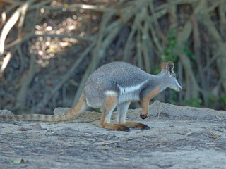 Naklejka premium Yellow-Footed Rock-Wallaby Standing on Rocky Ground in Natural Habitat